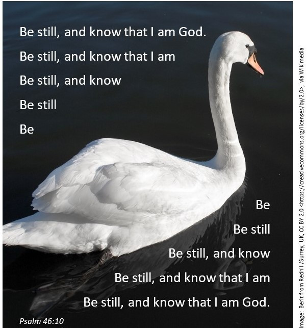 Swan on a calm lake - with the words: Be still, and know that I am God.